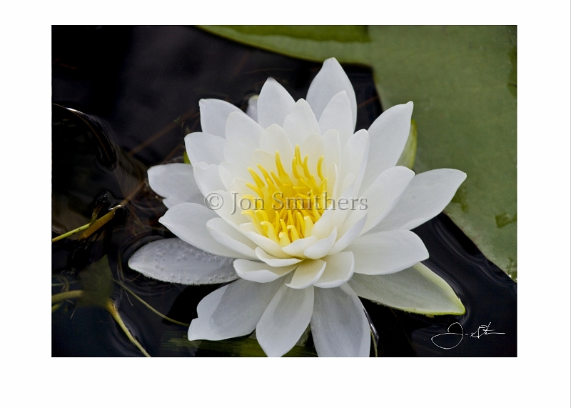 082808_6461 Water Lily.jpg